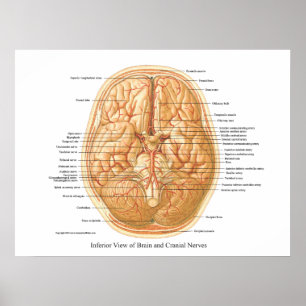 Poster Anatomie du cerveau avec nerfs crâniens