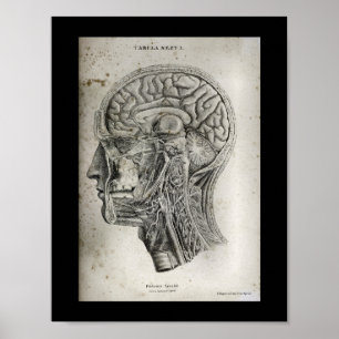 Poster Anatomie du cerveau de la section de la croix du c