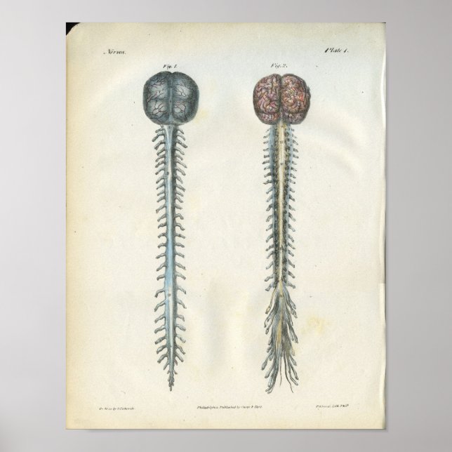 Poster Anatomie du cerveau et de la colonne vertébrale Im (Devant)