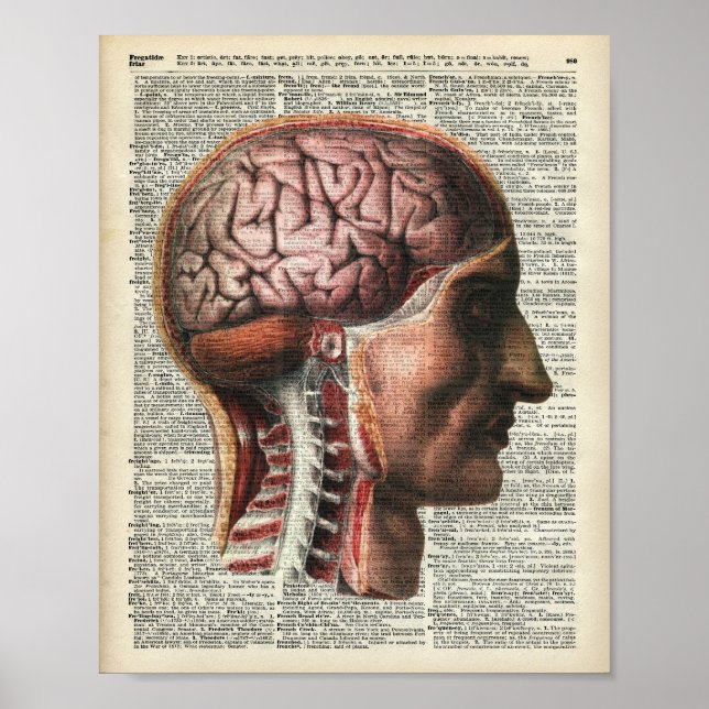 Poster Anatomie du cerveau humain (Devant)