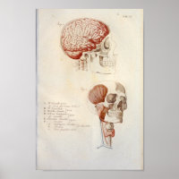 Anatomie du cerveau humain Imprimer Français Vinta
