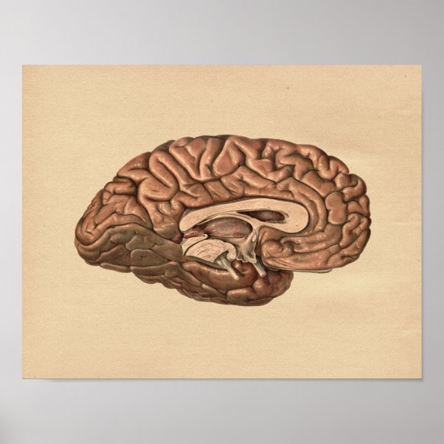 Poster Anatomie du cerveau humain Imprimer Vintage (Devant)