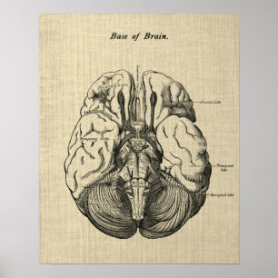 Poster Anatomie du cerveau n° 3 Art avec Arrière - plan d