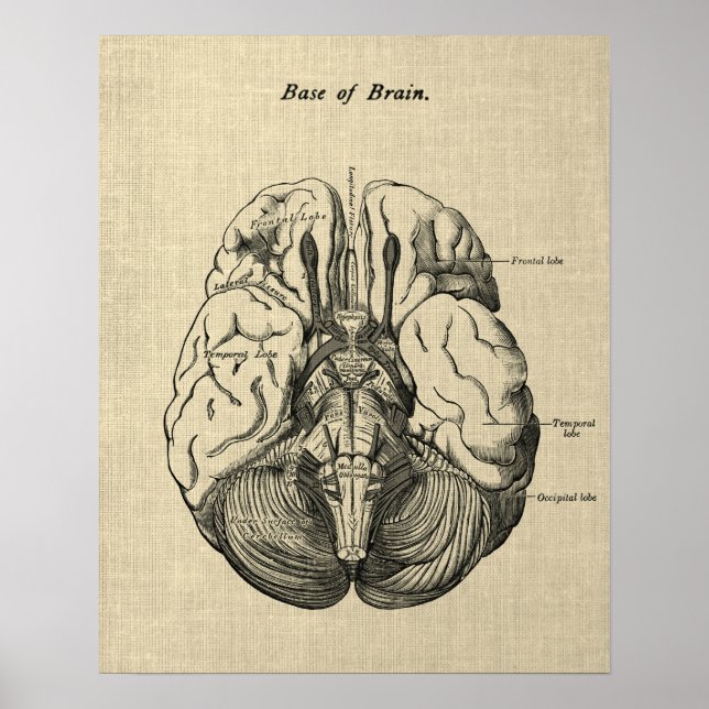 Poster Anatomie du cerveau n° 3 Art avec Arrière - plan d (Devant)
