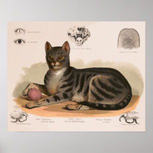 Poster Anatomie du chat maison restaurée
