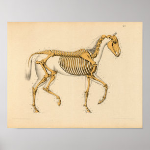 Poster Anatomie du cheval Vintage Imprimer le squelette