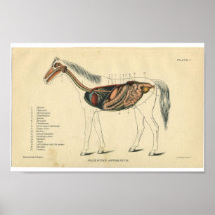 Poster Anatomie du cheval vintage Imprimer système digest