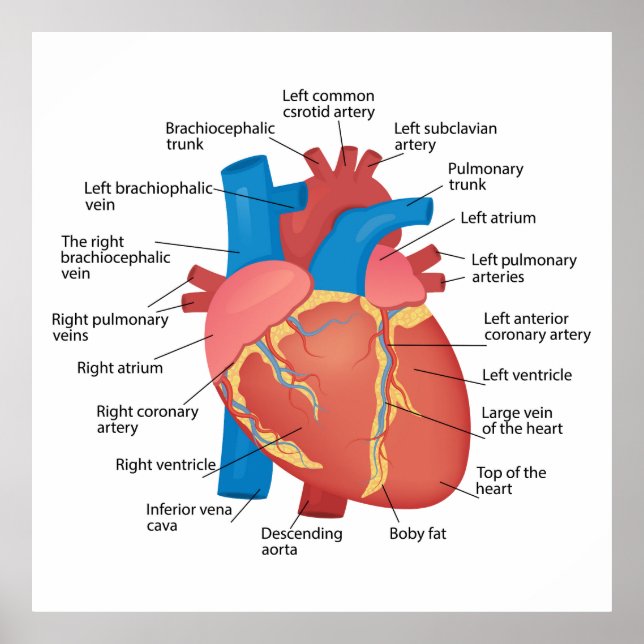 Poster Anatomie du coeur humain (Devant)