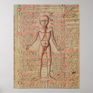 Poster Anatomie du corps humain