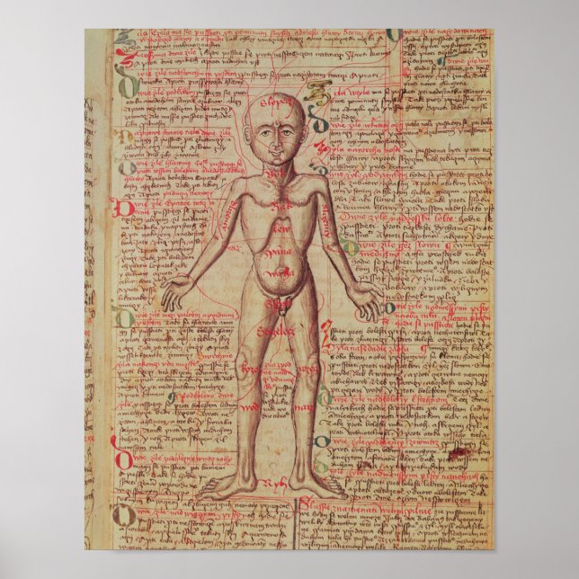 Poster Anatomie du corps humain (Devant)