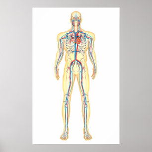 Poster Anatomie Du Corps Humain Et Système Circulatoire