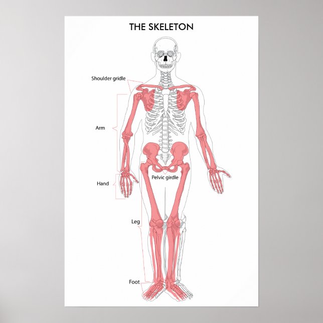 Poster Anatomie du corps humain Squelette Anatomique Orga (Devant)