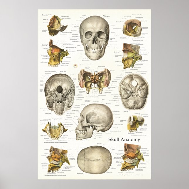 Poster Anatomie du crâne humain Graphique 24 X 36 (Devant)