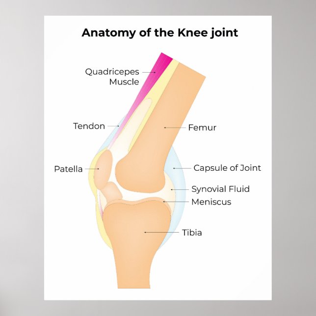 Poster Anatomie du genou (Devant)