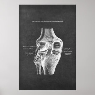 Poster Anatomie du genou Vue postérieur