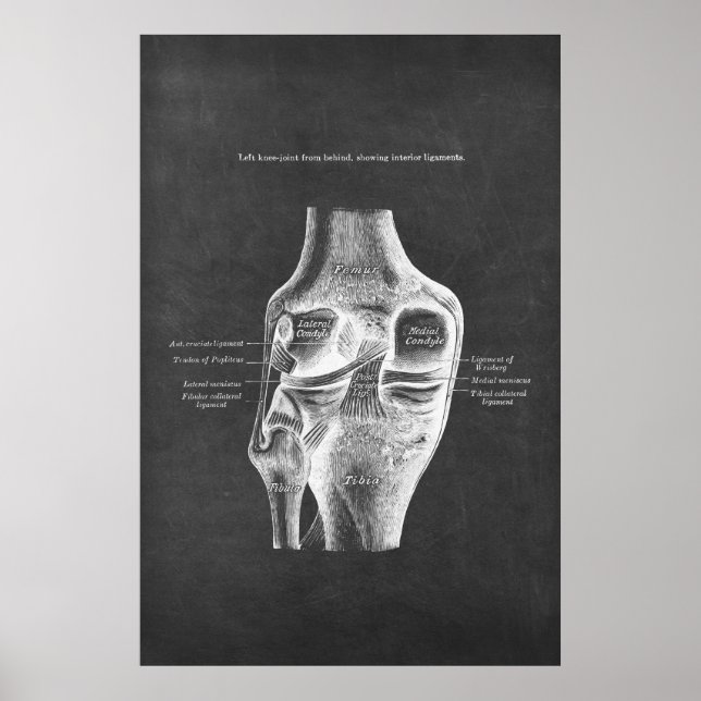 Poster Anatomie du genou Vue postérieur (Devant)
