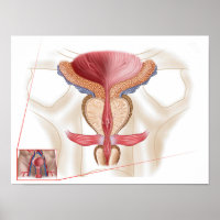 Anatomie Du Glande Prostate