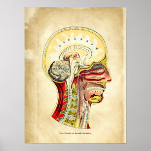 Poster Anatomie du graphique rétro du crâne