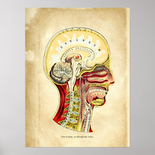 Poster Anatomie du graphique rétro du crâne (Devant)