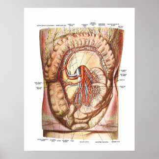 Poster Anatomie du gros intestin