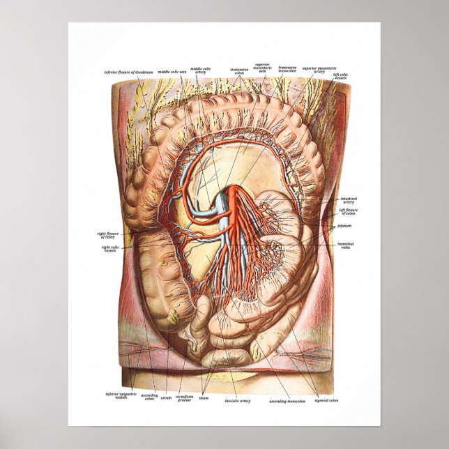 Poster Anatomie du gros intestin (Devant)