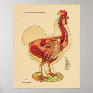 Poster Anatomie du muscle de poule de poulet Organigramme