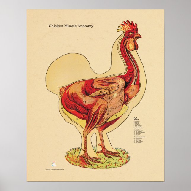 Poster Anatomie du muscle de poule de poulet Organigramme (Devant)
