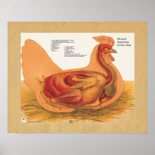 Poster Anatomie du muscle de poulets