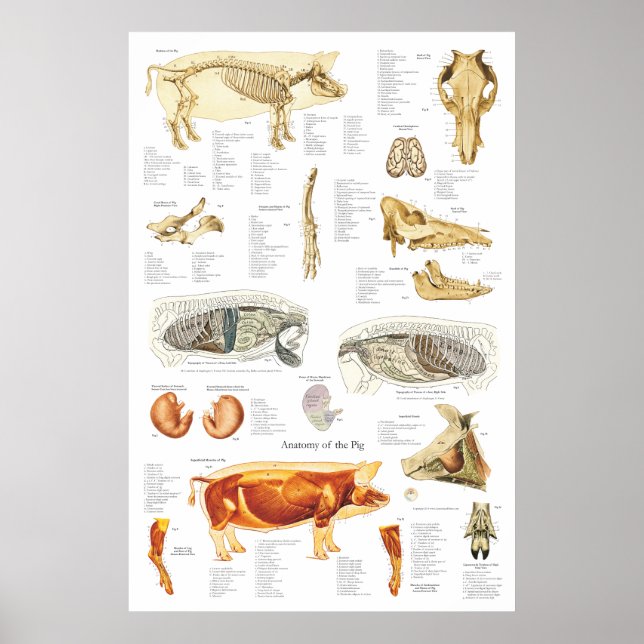 Poster Anatomie du muscle squelettique de porc Organigram (Devant)
