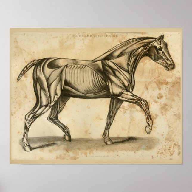 Poster Anatomie du muscle vétérinaire du cheval Imprimer  (Devant)