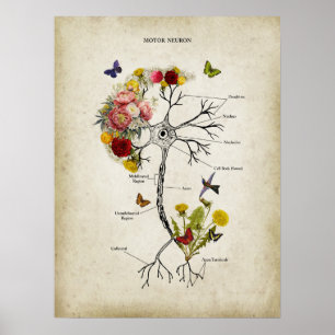 Poster Anatomie du neurone moteur avec fleurs