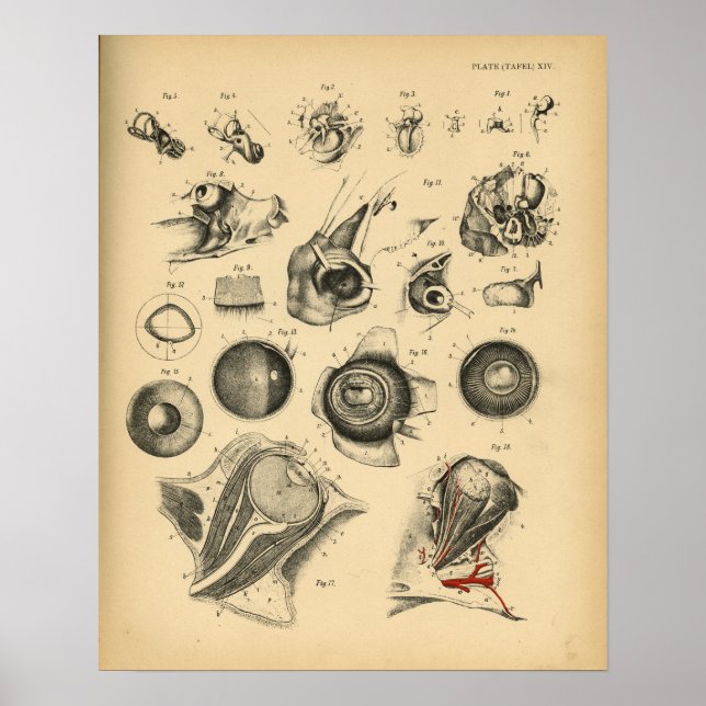 Poster Anatomie du nez de l'oeil du cheval 1908 Imprimer  (Devant)