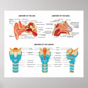 Poster Anatomie du nez de l'oreille