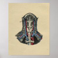 Anatomie du noeud lymphatique humain 1902 Impressi