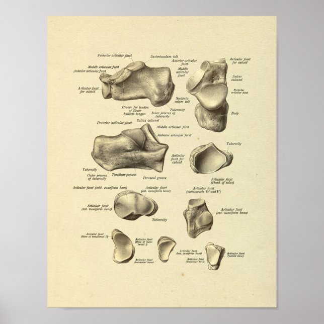 Poster Anatomie du pied Bones Tarsal Imprimer (Devant)