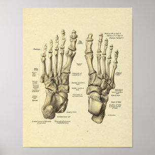 Poster Anatomie du pied Bones Tarsal Imprimer