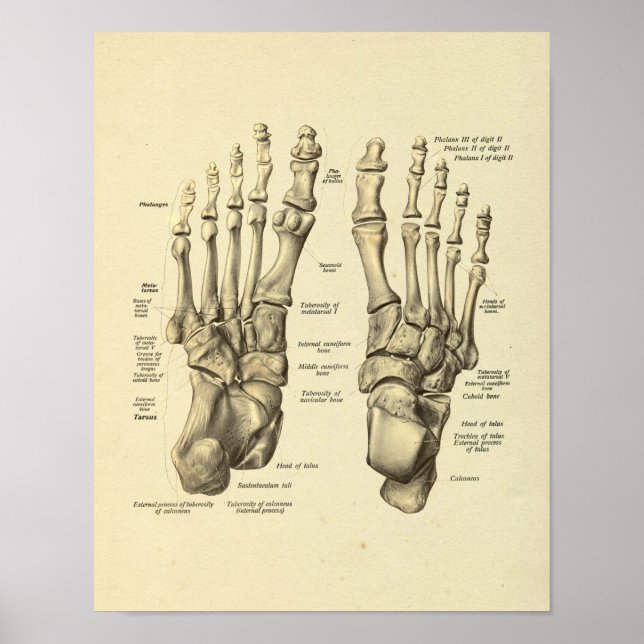 Poster Anatomie du pied Bones Tarsal Imprimer (Devant)