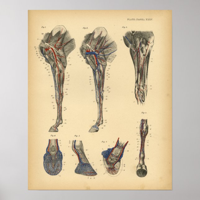 Poster Anatomie du pied de la jambe du cheval 1908 Impres (Devant)