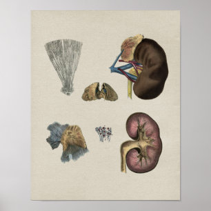 Poster Anatomie du rein humain Imprimer Vintage
