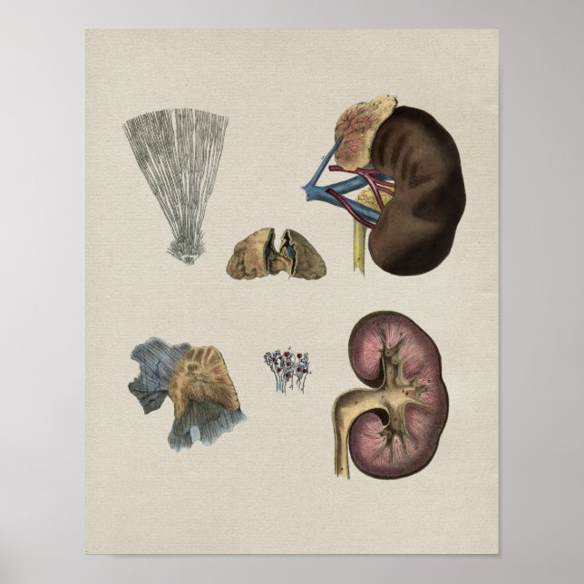 Poster Anatomie du rein humain Imprimer Vintage (Devant)