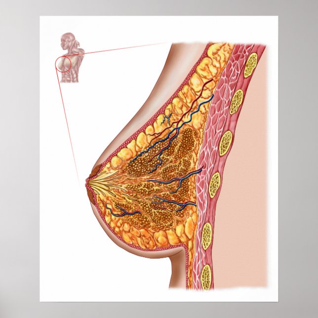 Poster Anatomie Du Sein Féminin (Devant)