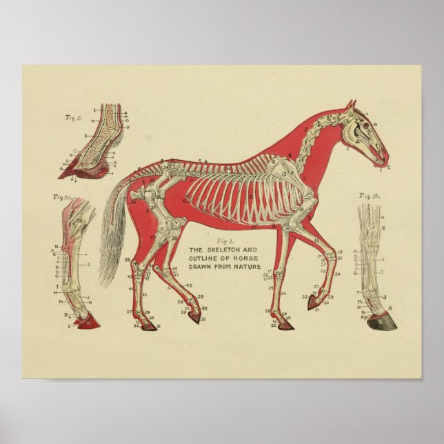 Poster Anatomie du squelette de cheval Imprimer 1902 (Devant)