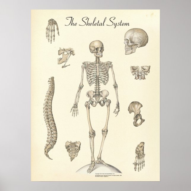 Poster Anatomie du squelette humain (Devant)