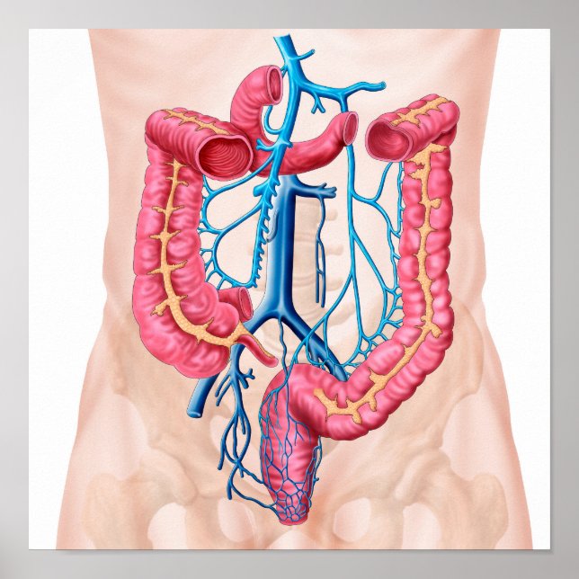 Poster Anatomie Du Système De Veine Abdominale Humaine (Devant)