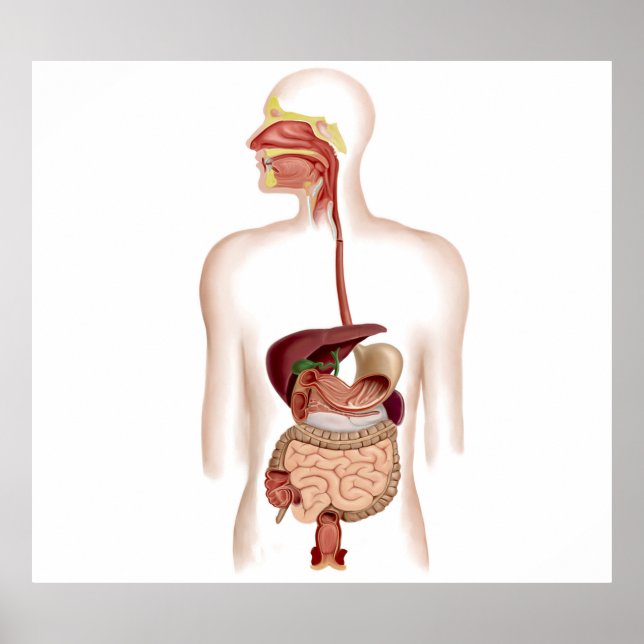 Poster Anatomie Du Système Digestif Humain (Devant)