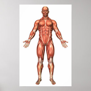Poster Anatomie Du Système Musculaire Masculin, Vue Avant