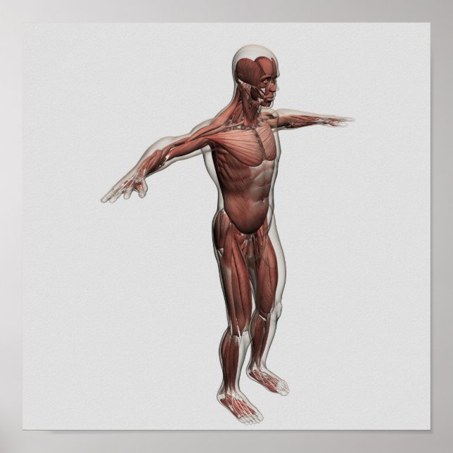 Poster Anatomie Du Système Musculaire Masculin, Vue latér (Devant)