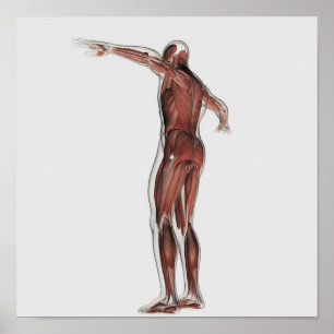 Poster Anatomie Du Système Musculaire Masculin, Vue Posté