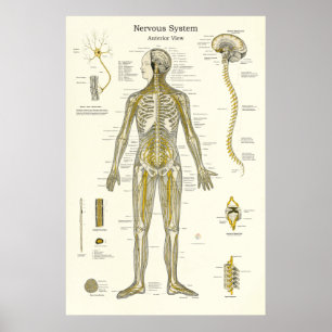 Poster Anatomie du système nerveux