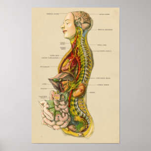 Poster Anatomie du système nerveux humain vintage